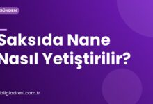 Saksıda Nane Nasıl Yetiştirilir?