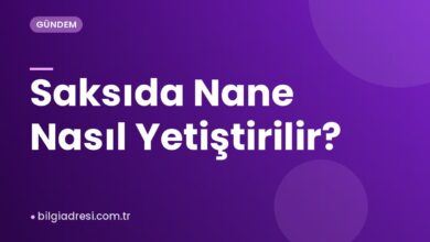 Saksıda Nane Nasıl Yetiştirilir?